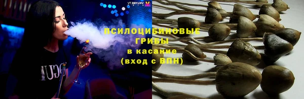 прущие грибы Абаза