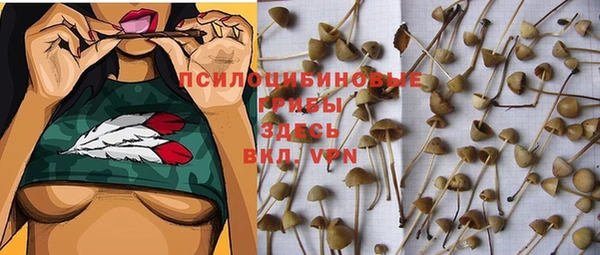прущие грибы Абаза
